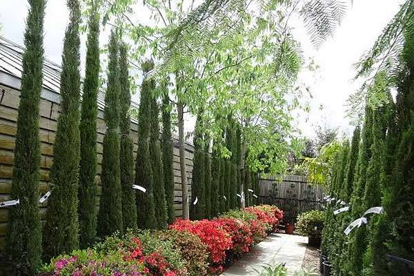 Cupressus Sempervirens (Tuscan Cypress) at our Plant Centre