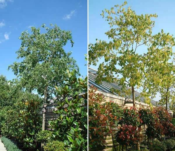 Celtis Australis - available as mature full standard trees from Paramount
