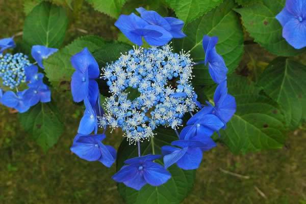 Hydrangea - Plants for Pollinators, helping Bees & other Pollinating Insects