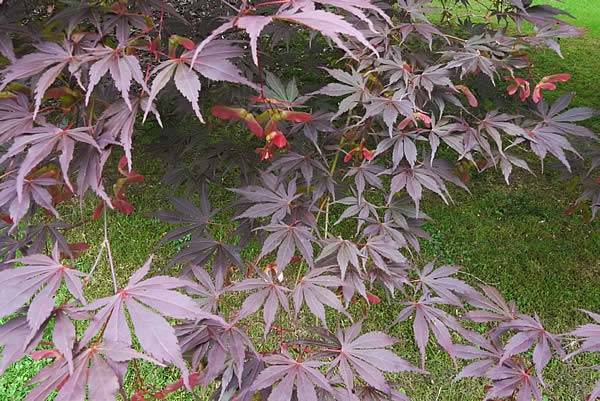 Fiery Red Acer Bloodgood seed pods