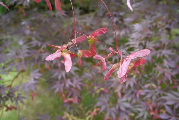 Acer Palmatum Bloodgood produces red-winged seed pods in mid-summer