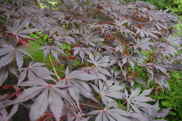 Acer Palmatum Bloodgood Summer Foliage