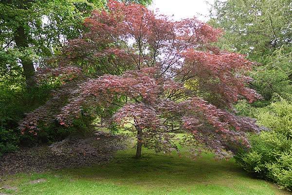 Acer Palmatum Bloodgood