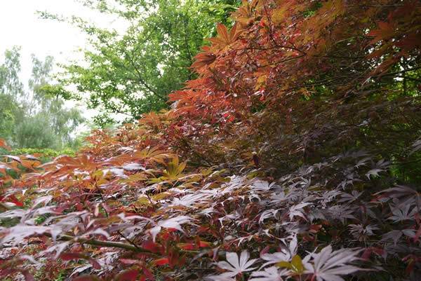 In mid-Summer, Acer Palmatum Bloodgood produces a canopy of burgundy foliage 