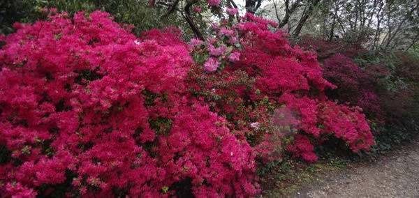 Azaleas for sale London nursery