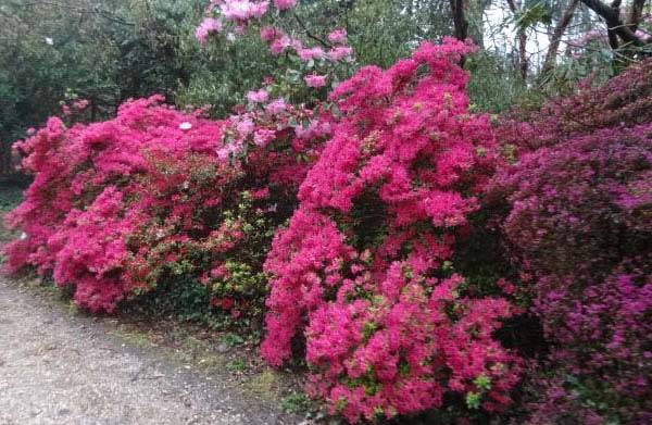 Rhododendrons at Exbury Gardens, an integral feature of Woodland Garden Design in the UK today