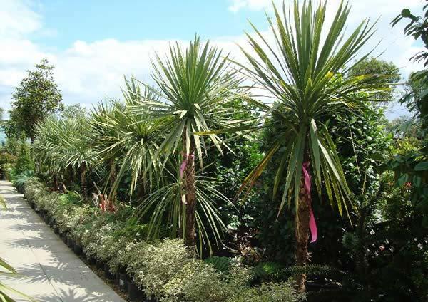 Cordyline Australis single stem