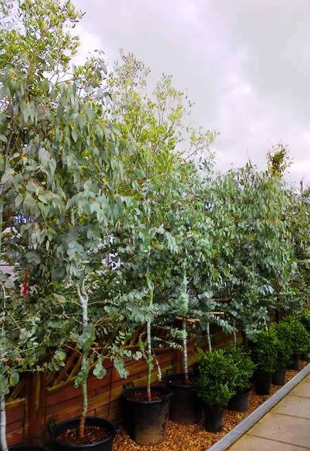 Eucalyptus Glaucescens Trees