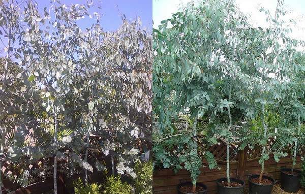 Eucalyptus Trees - fine example of Australian Plants for UK gardens. 