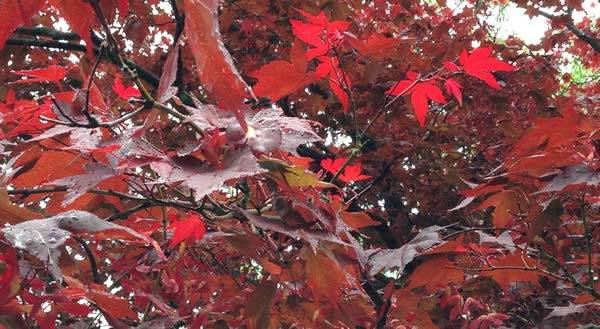 Japanese Maple - mature specimens for sale online