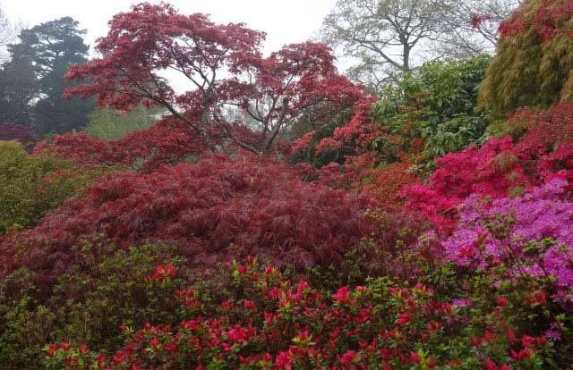 Japanese Acers, Azaleas and Rhododendrons at Exbury Gardens, one of the UK's best examples of Woodland Garden Design