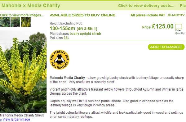 Mahonia Media Charity is Perfect for Pollinators