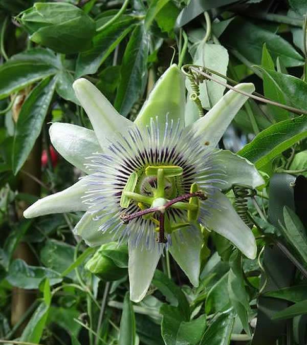 Passiflora Caerulea White Lightning (Passion Flower White Lightening)