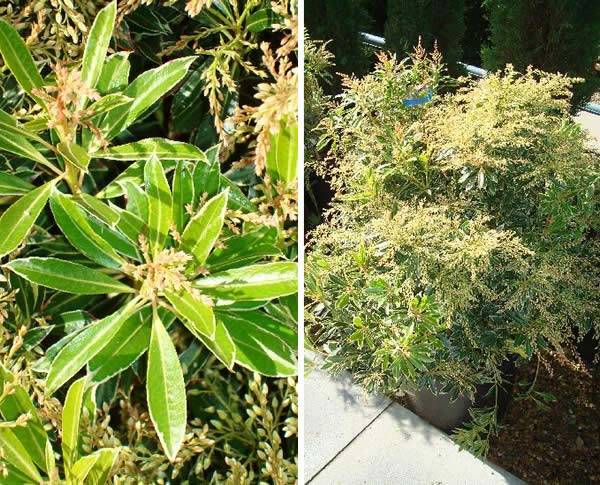 Pieris Flaming Silver produces fragrant white flowers & new foliage which is a bright, vibrant red