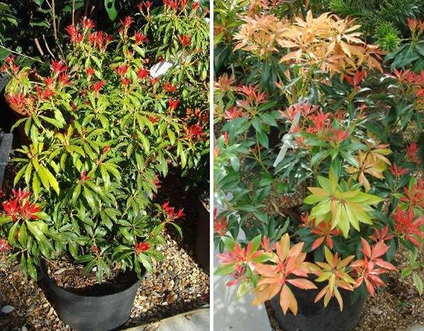 Pieris Forest Flame has spectacular fiery red foliage