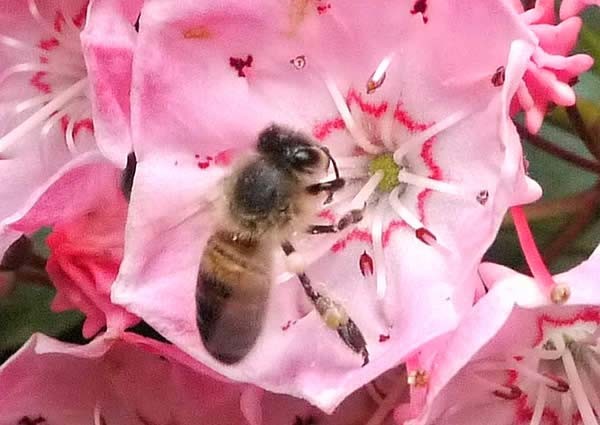 Thoughtful planting leads to Happy Pollinators! So, look out for the RHS perfect for pollinators logo on our plants