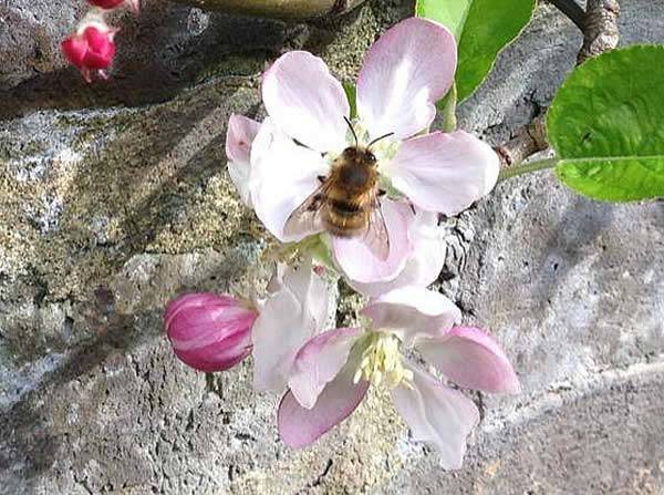 Plants for Pollinators - helping wildlife