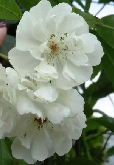 Rambling climbing rose, Rosa Banksiae Alba