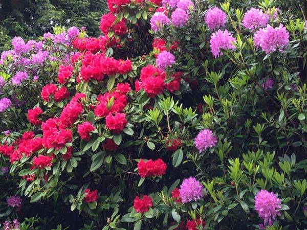 Rhododendron for sale online UK, lots of inspiration for woodland garden design