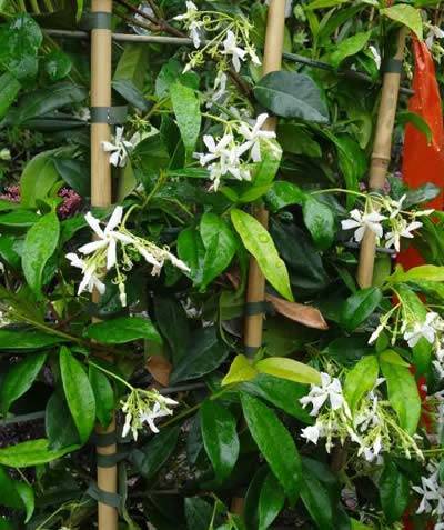 Special Offer - Star Jasmine