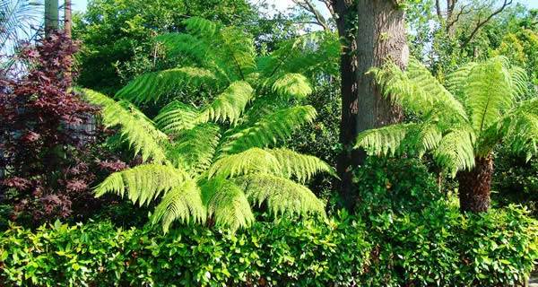 Australian Plants for UK gardens:  tree ferns, looking gorgeous nestled among the Japanese Acers
