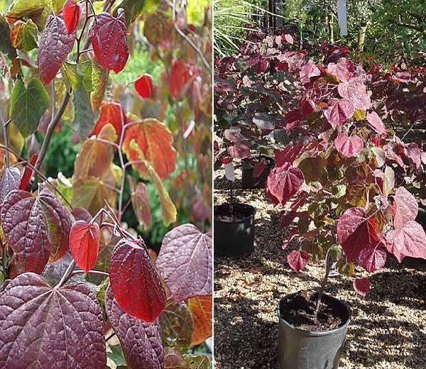 Cercis Canadensis Forest Pansy