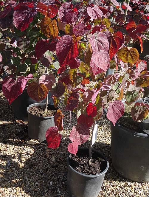 Cercis Canadensis is a multi-stemmed tree with purple, heart-shaped leaves 