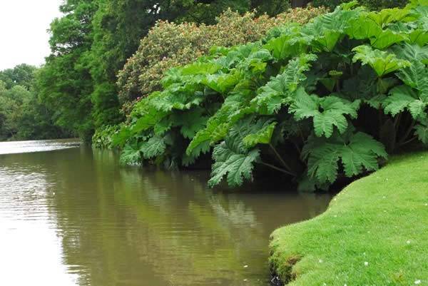 Gunnera Manicata  - available to buy online