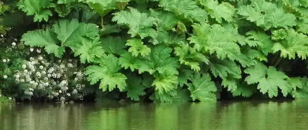 Gunnera Manicata Recipient of the RHS Garden Merit Award