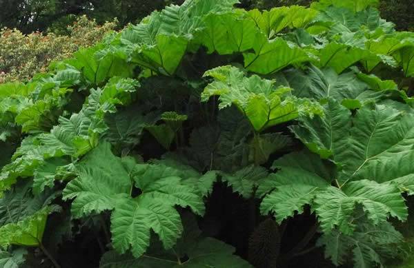 We sell Gunnera Manicata Online – UK wide delivery