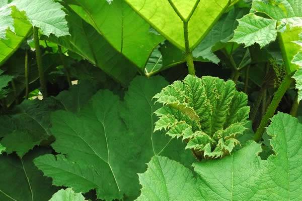 Gunnera Manicata 