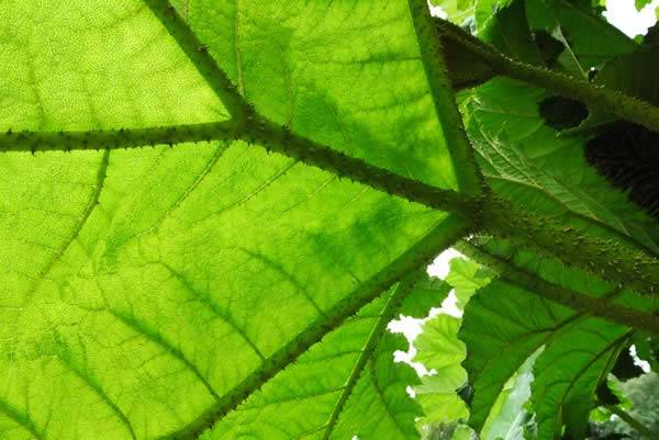 Magnificent Gunnera Manicata 