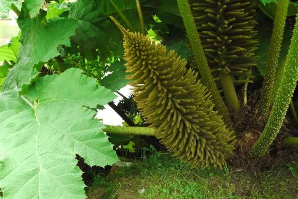 Gunnera Manicata produces very small red flowers than grow in a cone shape
