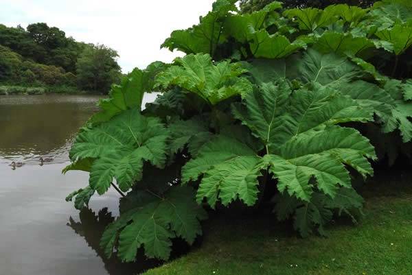 Gunnera Manicata (Chilean Rhubarb or Giant Rhubarb) – an architectural gem