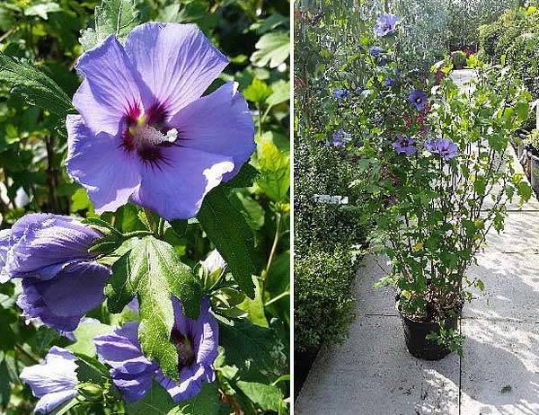 Hibiscus Syriacus Rose of Sharon Marina 