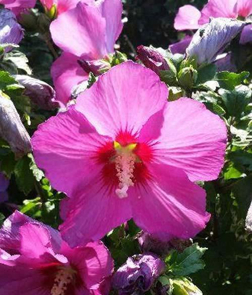 Hibiscus Pink Giant (Hibiscus Syriacus Pink Giant)