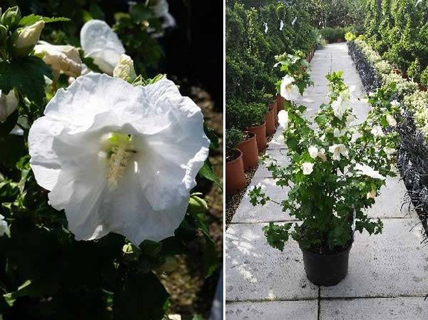 White Hibiscus Syriacus Rose of Sharon varieties - Totus Albus 