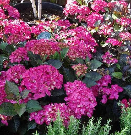 Hydrangea Macrophylla Dark Angel