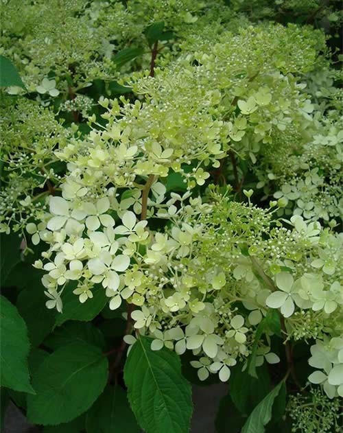 Hydrangea Paniculata