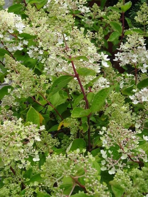 Hydrangea Paniculata Wims Red