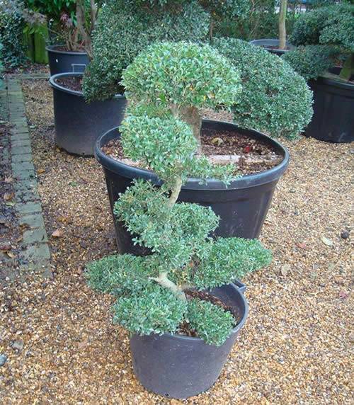 Ilex Crenata Cloud Tree - this size £495