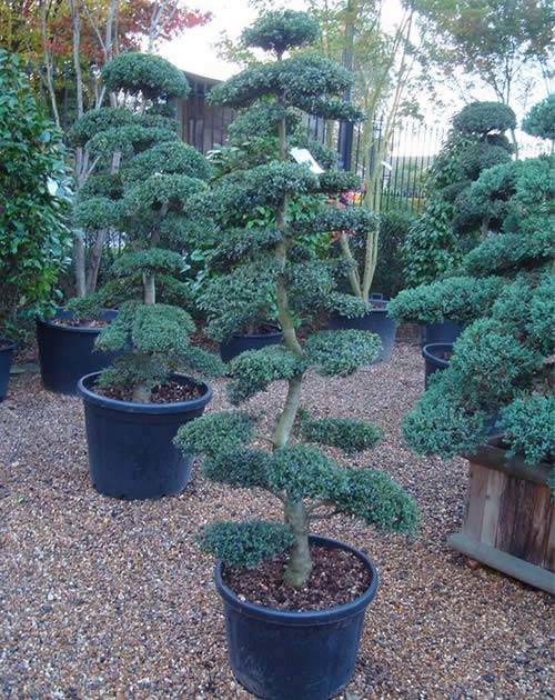 Ilex Crenata Cloud Tree - this size £995