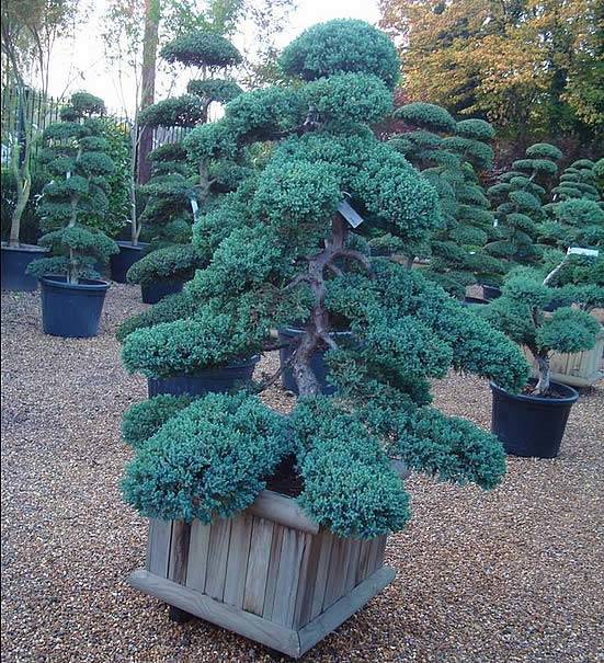 Juniper Sonare Cloud Tree this size £3250.00