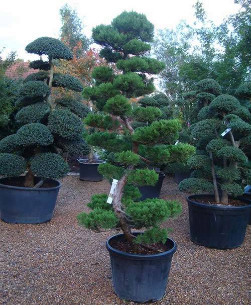 Juniperus Chinensis Kaizuka Cloud Tree - this size £2450