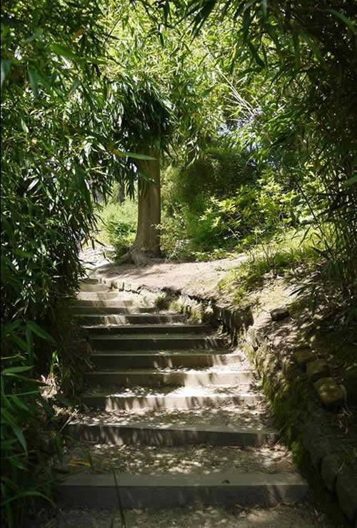 Bamboos for Hedging - Phyllostachys Aurea Bamboo Hedging