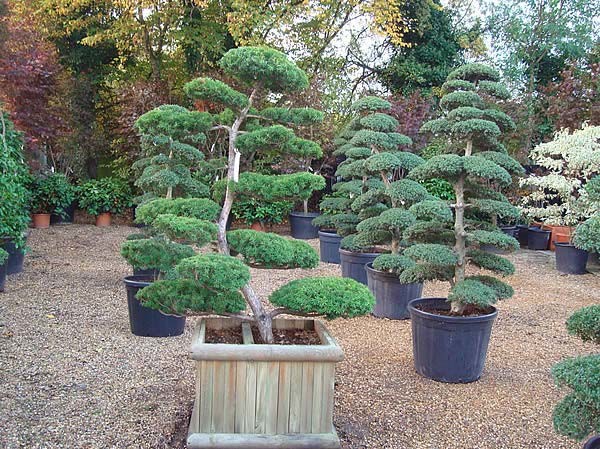 Taxus Cupsidata Cloud Tree - this tree £4950.00