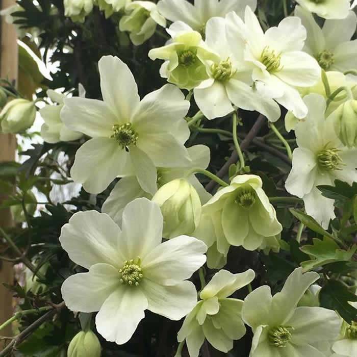Clematis Cartmanii Avalanche flowering in early Spring, buy online UK