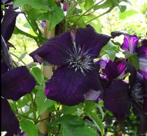 Clematis Dark Eyes