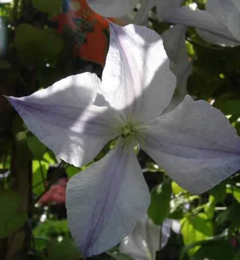 Clematis Dutch Sky