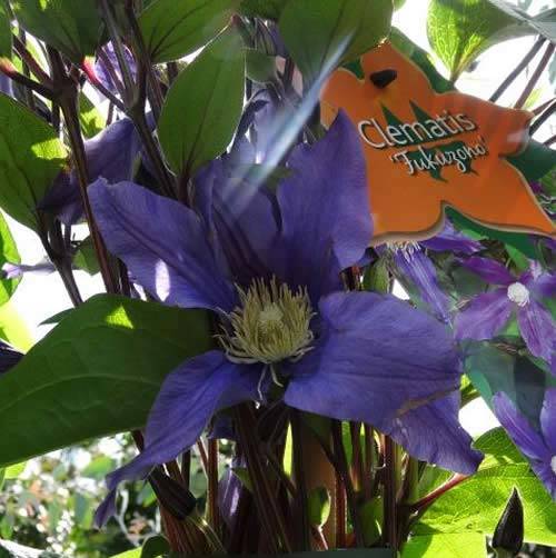 Clematis Fukasono, climbing clematis for sale online with UK delivery